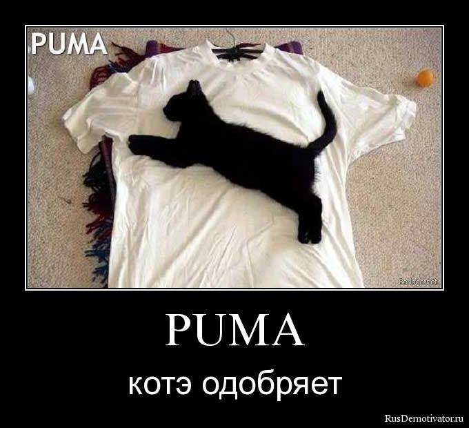 Демотиватор: PUMA - котэ одобряет