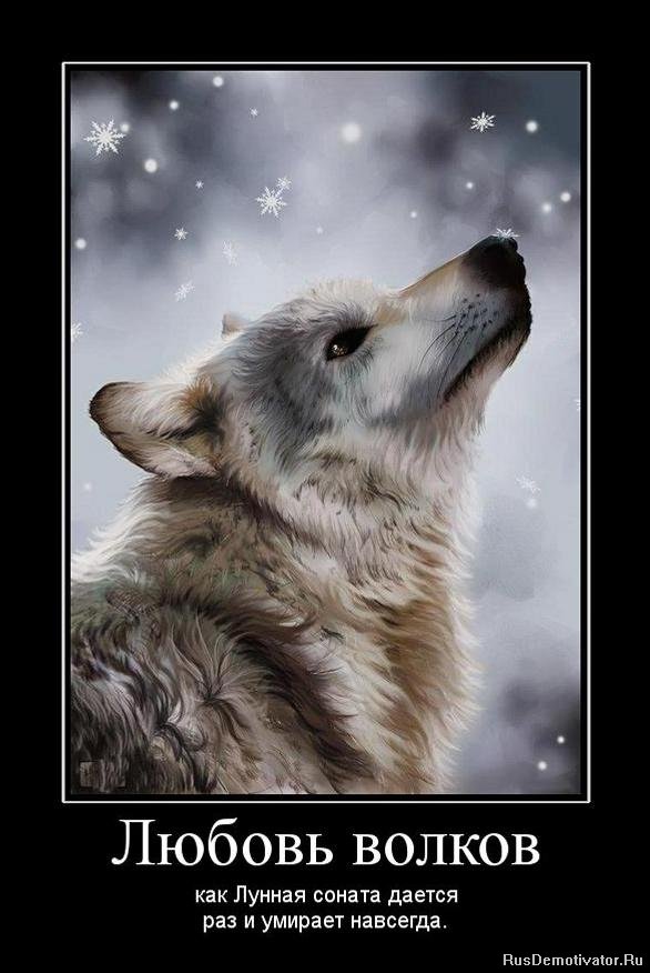 Демотиватор: Любовь волков - как Лунная соната дается раз и умирает навсегда