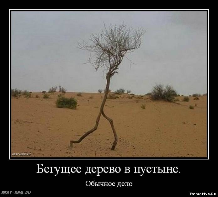 Демотиватор: Бегущее дерево в пустыне
