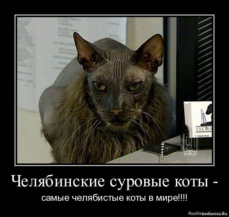 Демотиватор: Челябинские суровые коты, самые челябинские коты в мире