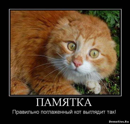 Демотиватор: Памятка. Правильно поглаженный кот выглядит так...