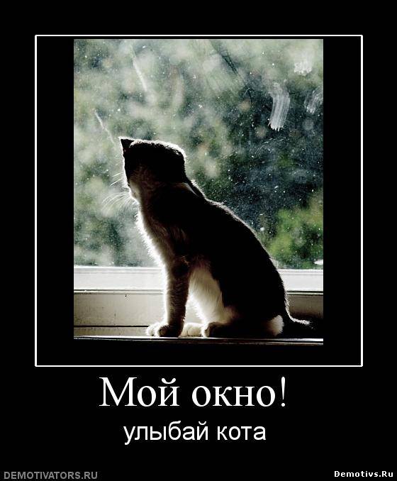 Демотиватор: Мой окно. Улыбай кота!