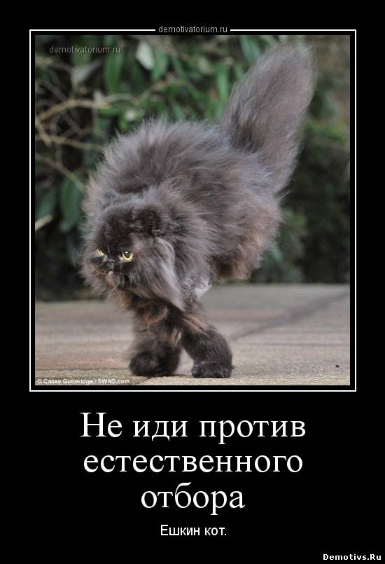 Демотиватор: Не иди против естественного отбора Ешкин кот