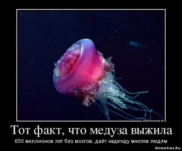 Демотиватор: Тот факт, что медуза выжила 650 миллионов лет без мозгов, даёт надежду многим людям