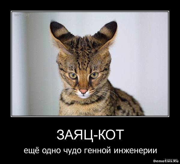Демотиватор: Заяц-кот. Еще одно чудо генной инженерии