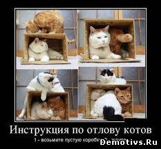 Демотиватор: Инструкция по отлову котов